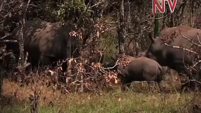 Eco Talk: White Rhino смотреть онлайн