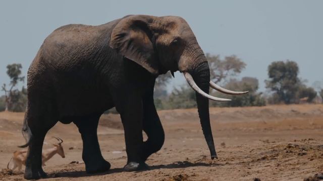 Funny animal sounds: Elephant,lion,lynx,Rhinoceros,zebra. смотреть онлайн