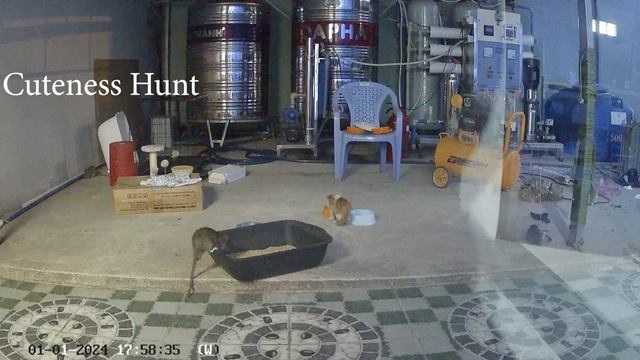 Brave kitten survives and protects food among hungry rats смотреть онлайн