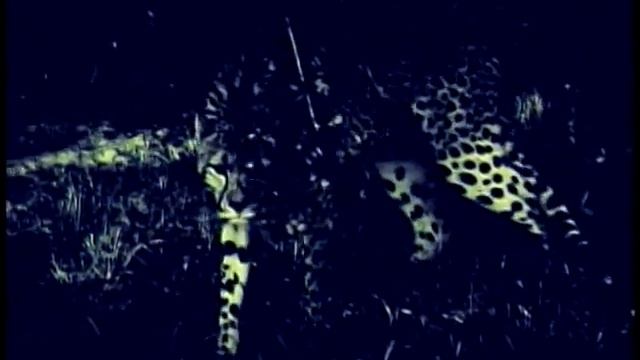 Sonoma Serengeti смотреть онлайн