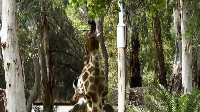 Safari. Ramat Gan /Сафари. Рамат Ган смотреть онлайн