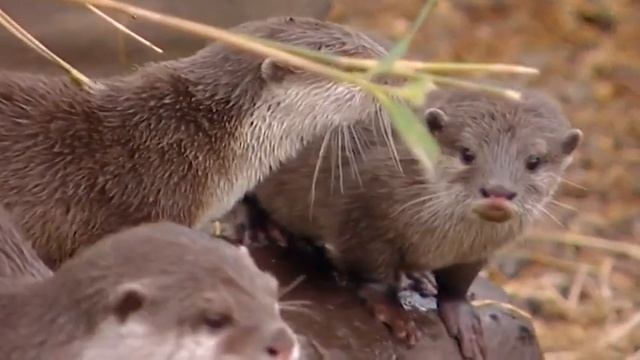 Animal Park: Season 7 Episode 6 (Wildlife Documentary) | Full Documentary смотреть онлайн