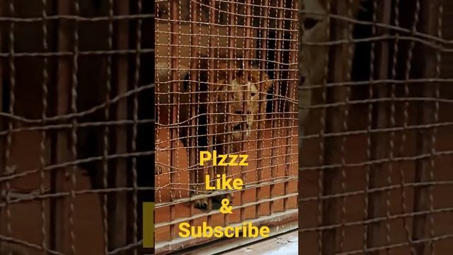 #lion #roar #lionroaring #masaimara #zoo смотреть онлайн