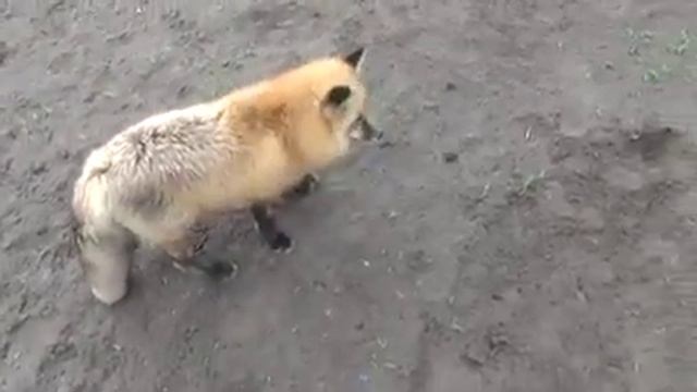 Funny video - When Mozilla Firefox found Bugs. смотреть онлайн