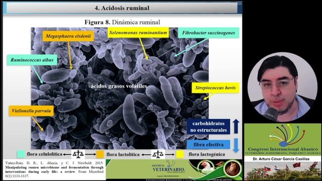 Diagnóstico y tratamiento de las patologías del aparato digestivo de los rumiantes domésticos смотреть онлайн