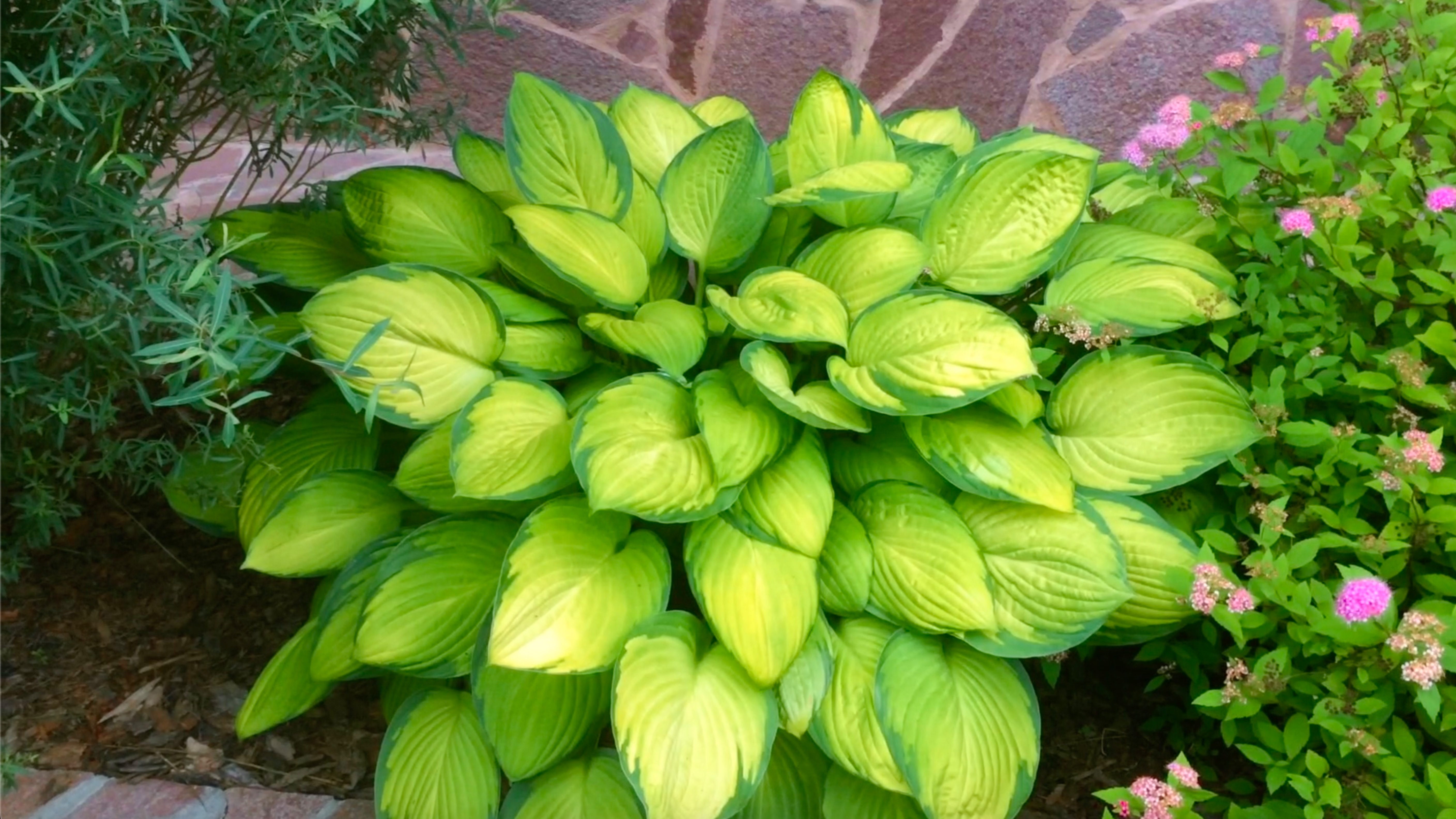 РАСТЕНИЯ В РАБАТКЕ ПО ОТМОСТКЕ. ИЮЛЬ. смотреть онлайн