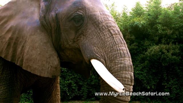Elephant Predicts Super Bowl 50 - Myrtle Beach Safari 2016 смотреть онлайн