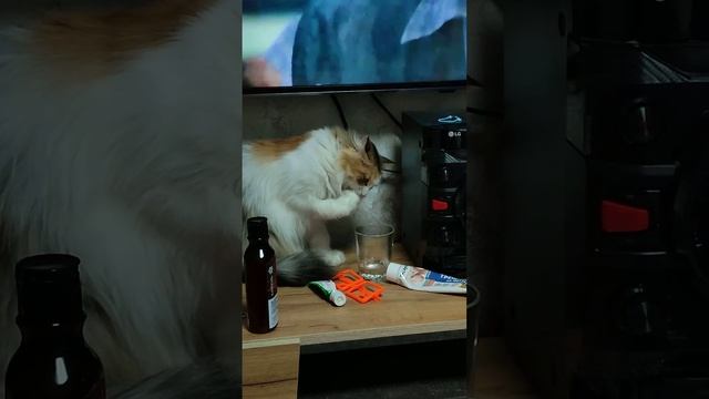 это моя кошка пьет с стокана воду но на кухне стоит  миска с водой моя кошка и ее вкусы чеееек