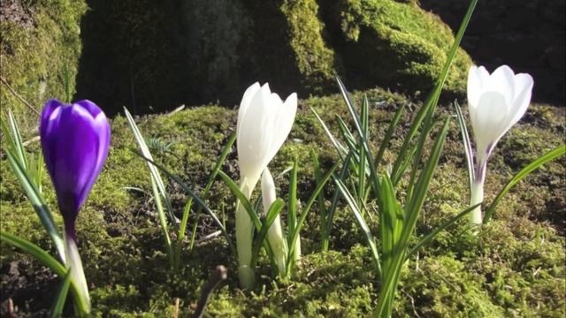 "The First Day of Spring" by Leroy Anderson смотреть онлайн