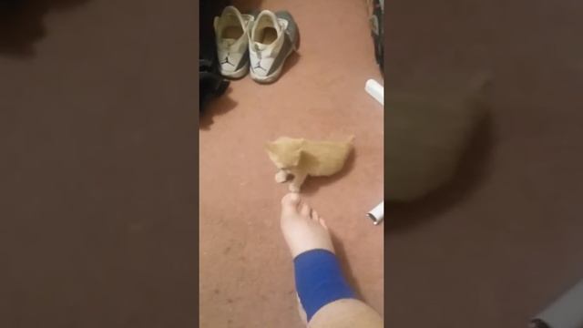 Brave Kitten vs Foot with 4 toes. смотреть онлайн