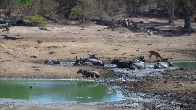Deer Drinking Mud Water. смотреть онлайн