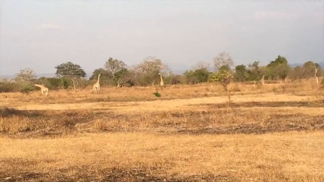 Gap Medics - Tanzania 2016 смотреть онлайн