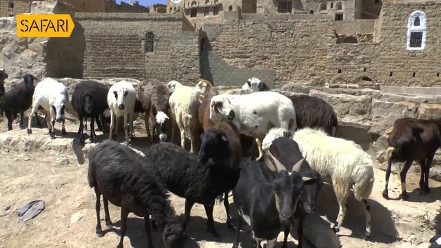Sancharam | By Santhosh George Kulangara | Yemen 11 | Safari TV смотреть онлайн