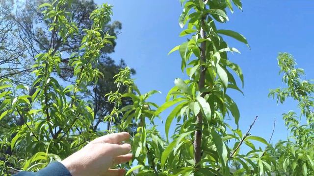 Akaso Brave 8 has a new firmware- Is it an improvement? смотреть онлайн