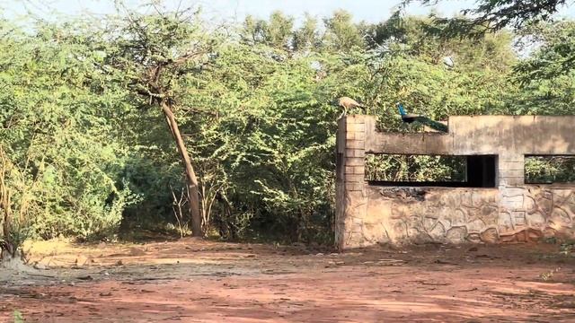 Jungle safari in delhi | asola bhati wildlife sanctuary | delhi mountains | Ajit tanwar | junglevlo смотреть онлайн