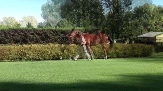NYS LOT: 428 - TOM FOOL (Brave Tin Soldier x Golden National) (Colt) смотреть онлайн