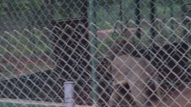 A Lion Devoured an Intruder in the Accra Zoo смотреть онлайн