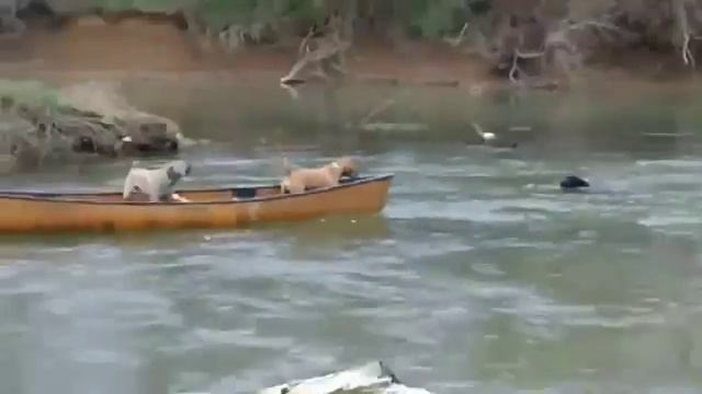 Brave behavior Saved The Dogs! смотреть онлайн