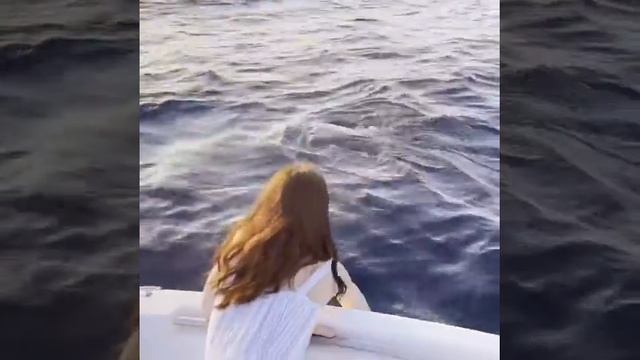 Whale shark Safari | Sabba Beach Hotels , Fodhdhoo - Maldives смотреть онлайн