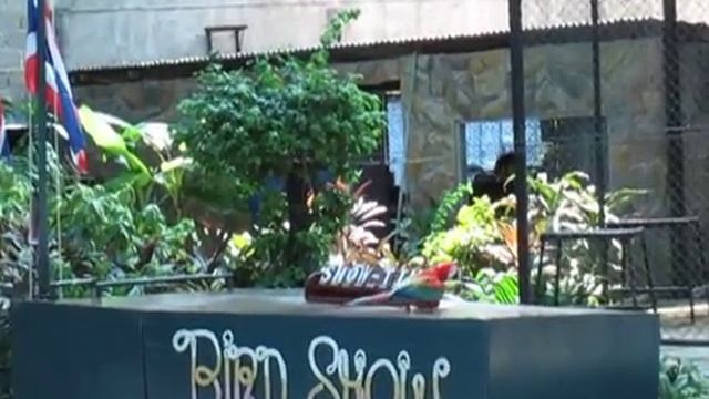 Samui Aquarium bird show смотреть онлайн