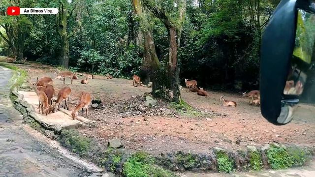 YAY! Heboh di Bus Saat Keliling Taman Safari Bogor Besama Teman Sekolah! смотреть онлайн