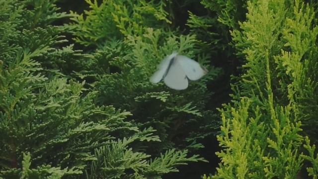 "Все наши нужды". 31 октября. Мелоди Битти. Ежедневник для созависимых. смотреть онлайн