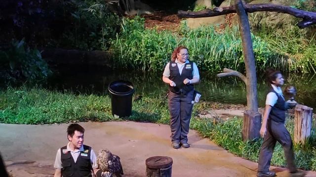 Creatures of the night show - Night Safari Singapore Dec 2019 смотреть онлайн