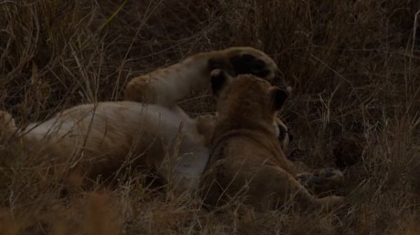 넋 놓고 보는 두달박이 아기 사자 [아프리카 사파리 플러스⁺] 59