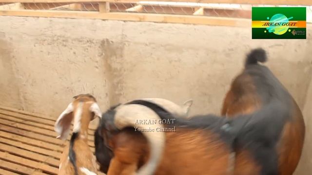 New Inspiration BIG MALE Goats | Anglo goat type Perfect Quality смотреть онлайн