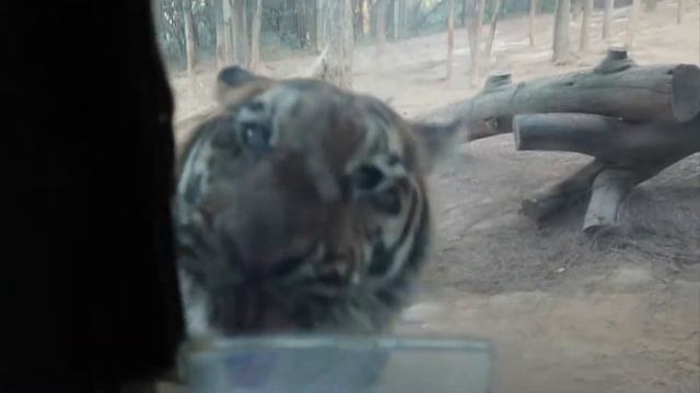 THE BEST ZOO IN CHINA: Yunnan Safari Park + Local Food Market I #VLOG41 #CityTrips смотреть онлайн