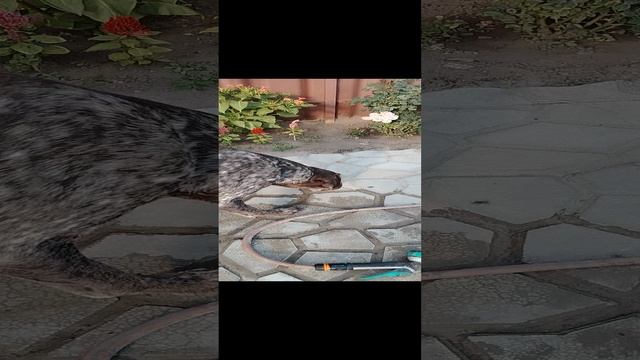 Хантер охотится на муху смотреть онлайн