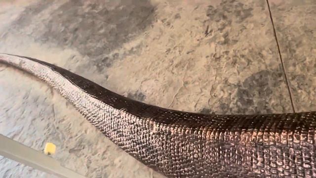 Komodo Dragon #bayawak #lizard #monitorlizard смотреть онлайн