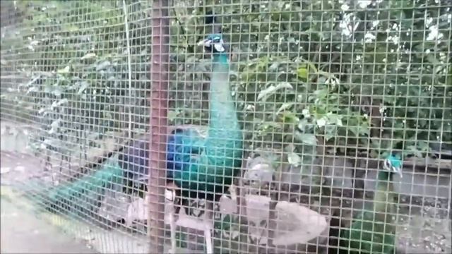 TAMASYA ke Bird Park ROYAL SAFARI GARDEN смотреть онлайн