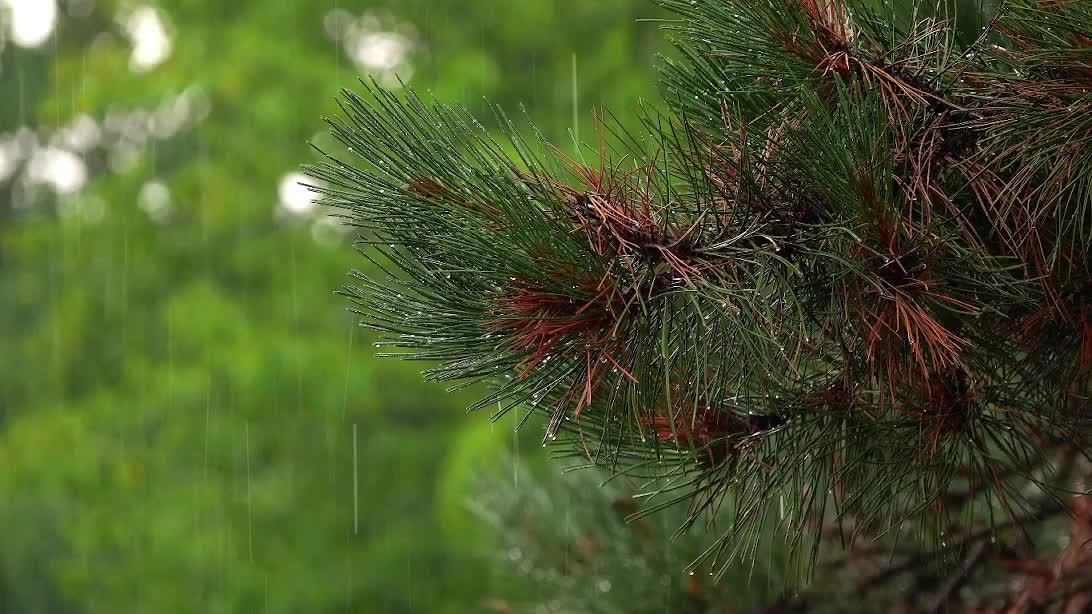 звук летнего дождя в тайге