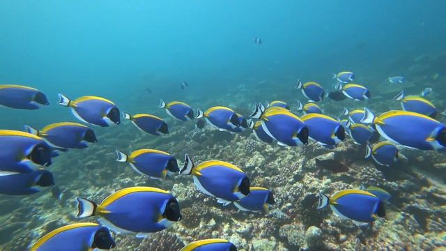 Sony Action Cam FDR-X3000! Maldives Dive Safari 2017 Part8 смотреть онлайн