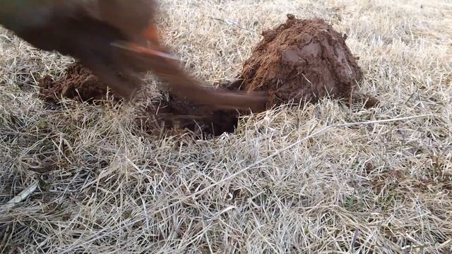Metal Detecting in my yard with the Minelab Safari смотреть онлайн