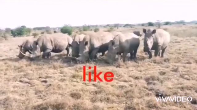 #African Big Five Animals@Stanleykyalo15 смотреть онлайн