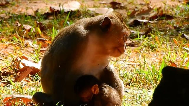 Look very strong and brave new baby monkey learn walk far from mom control смотреть онлайн