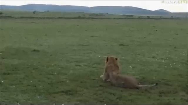 Safari Live : Lone Male Lion trying to join a new coalition of 4 Male Lions Oct 26, 2017 смотреть онлайн