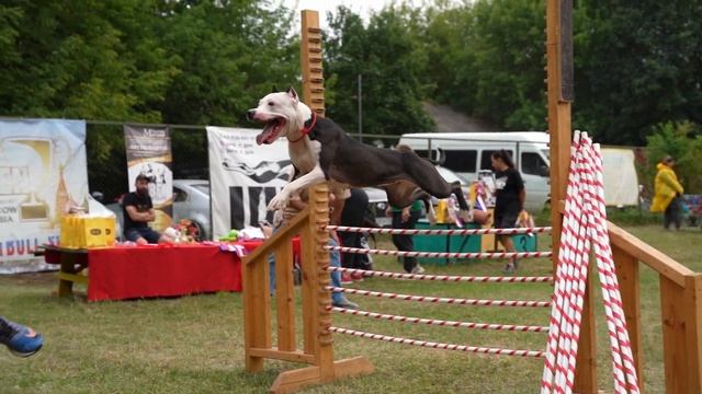 APBT Brave Fighter’s Rainbow. Jump'n'Gym Fest 2022. Vol.2. смотреть онлайн
