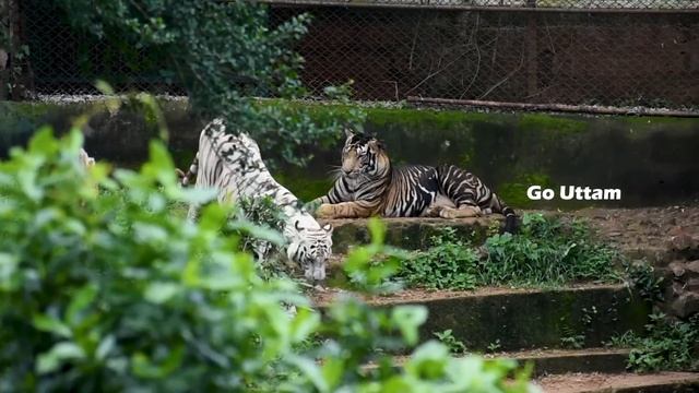 Nandankanan Zoological Park | Tiger & Lion Safari Tour | #odiavlog смотреть онлайн