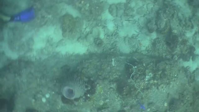 WHEN TRIGGER FISH ATTACK.mov смотреть онлайн