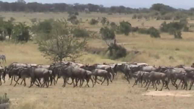 Wildebeest migration crossing Mara River August 2011 смотреть онлайн