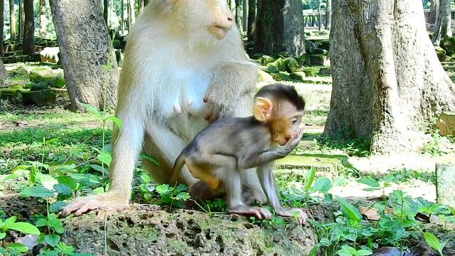 Ohau, Very Super Brave Tiny Sweetie Baby REX Runs To Lip Smacking & Chasing Other Big Babies Out.