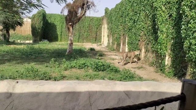 Dubai Safari Park | Important things to know before visiting the park... 🤔?? смотреть онлайн