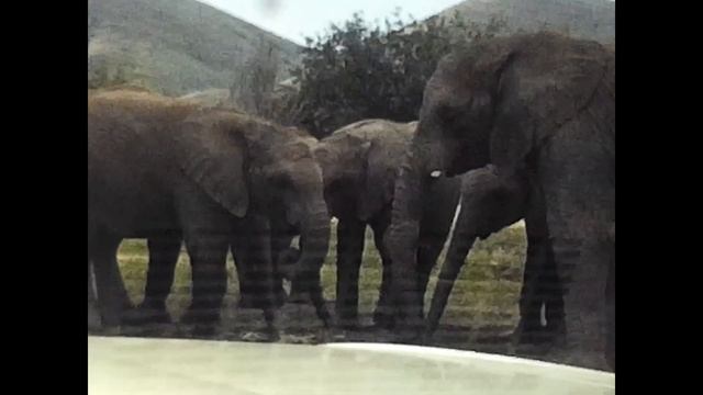 Lion Safari (Riverside, 5-1-1971) смотреть онлайн
