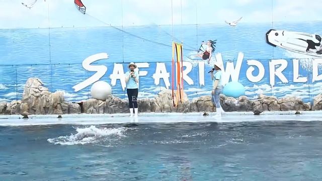 Dolphin Show | Safari World, Bangkok смотреть онлайн