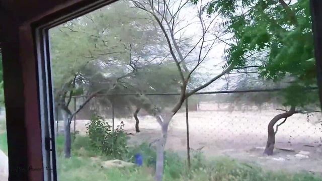 Safari Park Karachi 2021 || After lockdown enjoyment смотреть онлайн