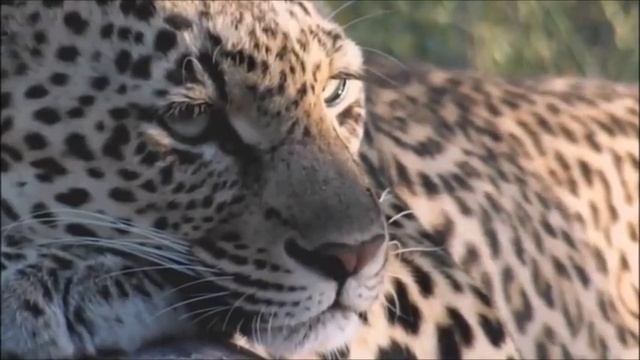 Safari Live : Shadow Female Leopard and her Cub on drive this afternoon Jan 13, 2018 смотреть онлайн