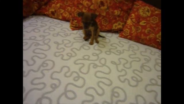 Щенок Русского Тоя, девочка, ПРОДАЕТСЯ (for sale) смотреть онлайн